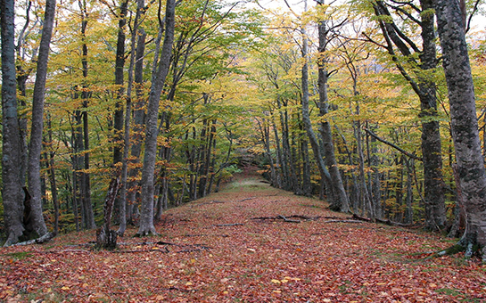 Wandelen in de Foreste Casentinesi in Toscane